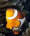38 Clown Anemonefish